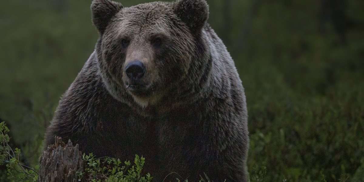 Bitcoin bears are on life support, says analyst as BTC holds above $60K