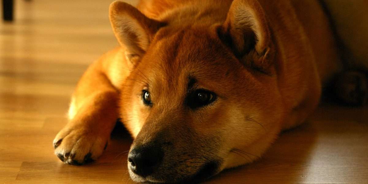 Elon Musk manipuliert den Markt erneut – Shiba Inu-Anleger können sich freuen