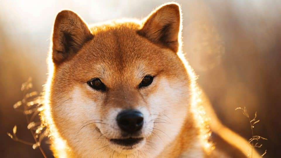 What Makes a Cryptocurrency Explode Like Shiba Inu?