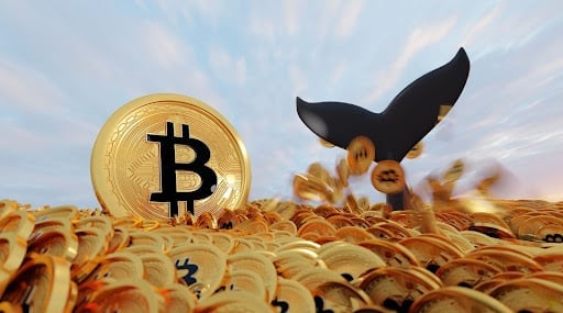 Meme Coin Has Crypto Market Buzzing: Last Chance to Buy Before Whales Take Notice!